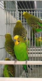 Cocorite