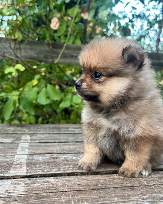 Volpino tedesco di Pomerania , spitz mini mini toy
