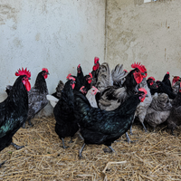 Galline Australorp le migliori ovaiole al mondo