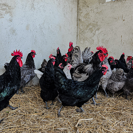 Galline Australorp le migliori ovaiole al mondo