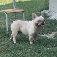 Bulldog francese monte