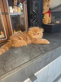 gatti cucciolo persiani 