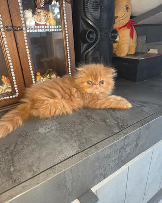 gatti cucciolo persiani 