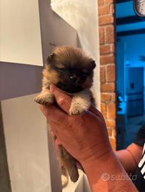 Spitz Pomerania