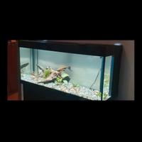 acquario 