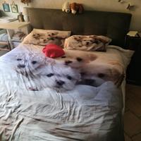 letto matrimoniale cassettone