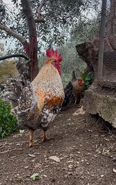 Galline e Gallo razza pura Legbar