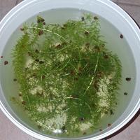 potature Egeria Densa