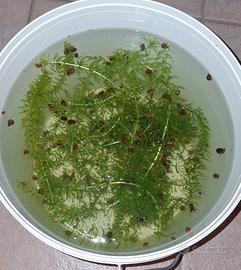 potature Egeria Densa