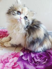 Gatti persiani