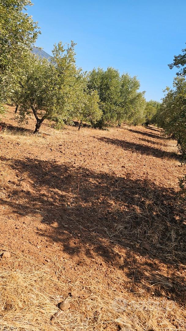 Terreno Agricolo in produzione - Vista 3