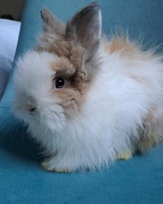 Meraviglioso coniglio nano angora testa di leone