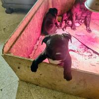 Staffordshire Bull Terrier Femmina Cucciola