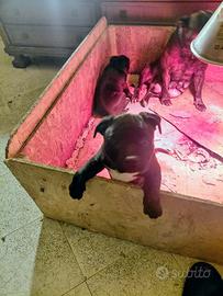 Staffordshire Bull Terrier Femmina Cucciola