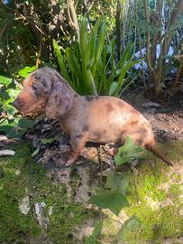 Maschietto di bassotto nano