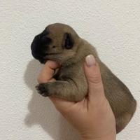 Cuccioli di bouledogue francese