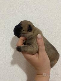 Cuccioli di bouledogue francese