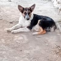 Disponibile cuccioli di border collie