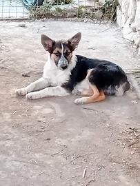 Disponibile cuccioli di border collie