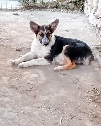 Disponibile cuccioli di border collie