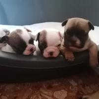 Bouledogue francese cuccioli