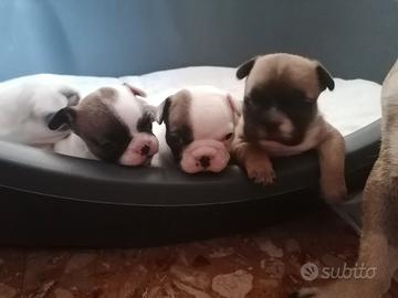 Bouledogue francese cuccioli