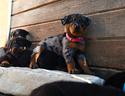 cucciola-beauceron-arlecchino