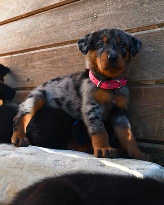 Cucciola BEAUCERON arlecchino