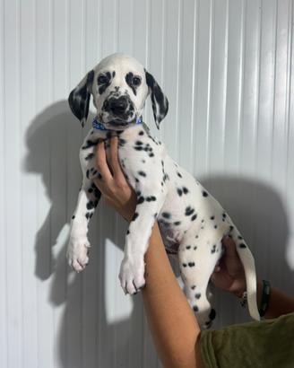 Dalmata maschio