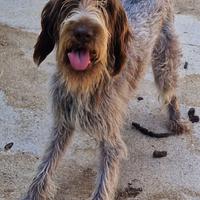 Cucciola drahthaar 1 anno tartufo