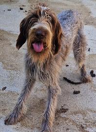 Cucciola drahthaar 1 anno tartufo