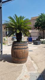 Cycas con botte