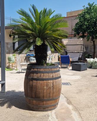 Cycas con botte