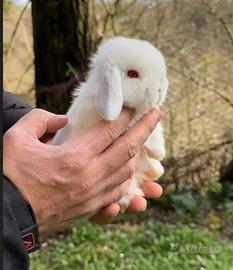 Conigli ariete nano cuccioli