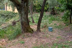 Terreno uliveto vigneto