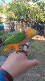 Caicco testa nera allevati a mano