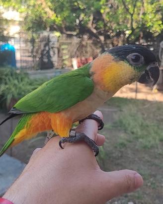 Caicco testa nera allevati a mano