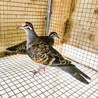 Tortore ali bronzine