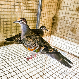 Tortore ali bronzine