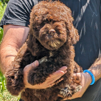 Cuccioli con pedigree, lagotto Romagnolo