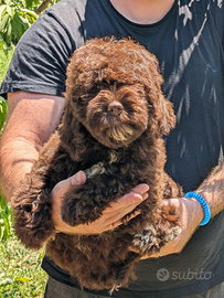 Cuccioli con pedigree, lagotto Romagnolo