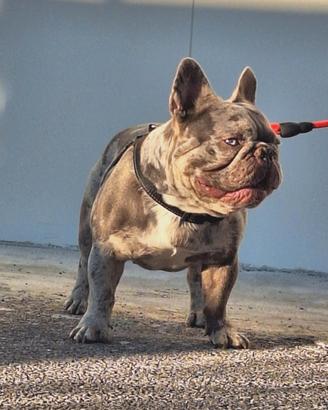 Stallone/Monta Lilac Merle carr.Isabella Bull.Fran