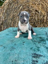 Cuccioli American Staffordshire e Terrier