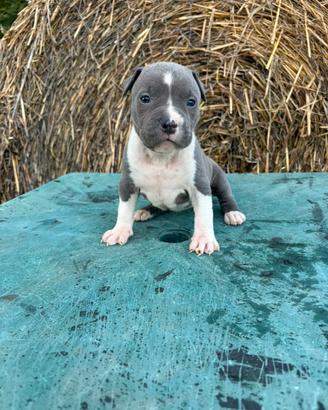 Cuccioli American Staffordshire e Terrier