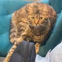 Gatto femmina sterilizzata