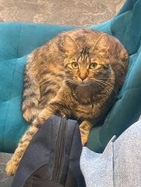 Gatto femmina sterilizzata