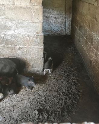 Maialini nani