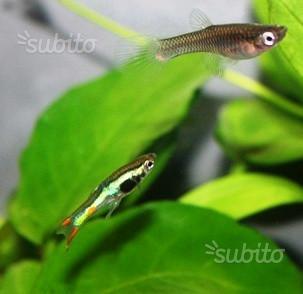 Endler Lime Green puri e altri fenotipi puri