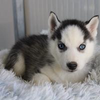Siberian Husky con pedigree enci