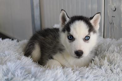 Siberian Husky con pedigree enci